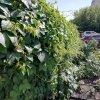 IMG_20180804_142935